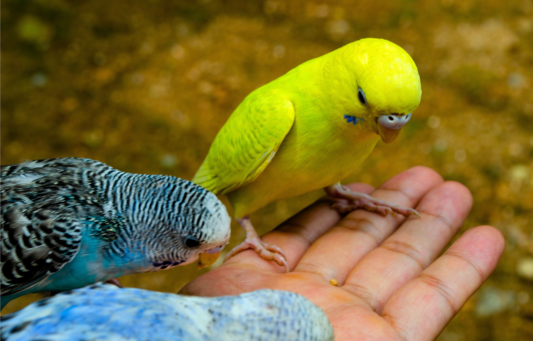 How to Bond with Your Pet Budgie: Tips for Building Trust and Friendship