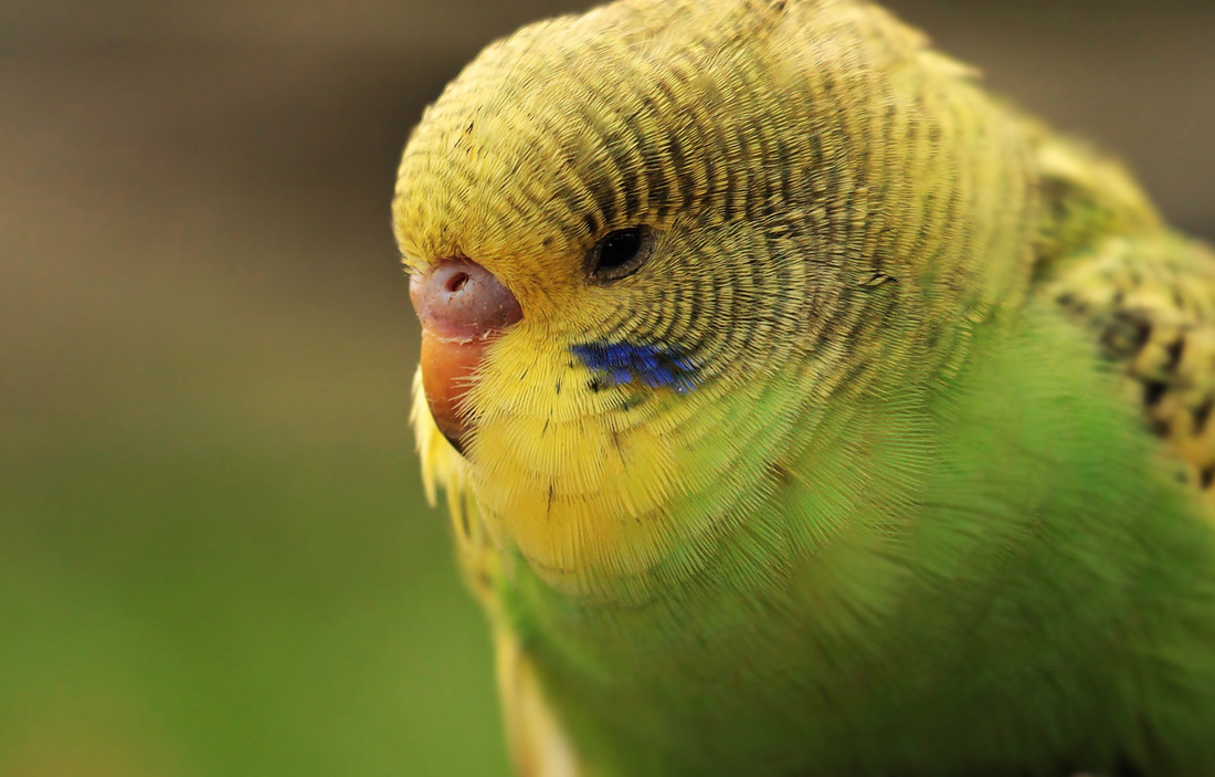 Common Budgie Health Issues and How to Prevent Them: A Friendly Guide for New Budgie Parents