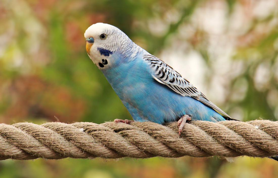 Toys on a Budget: Creative Enrichment for Your Budgie