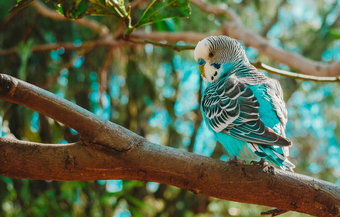 Blue budgie parakeet in a tree   